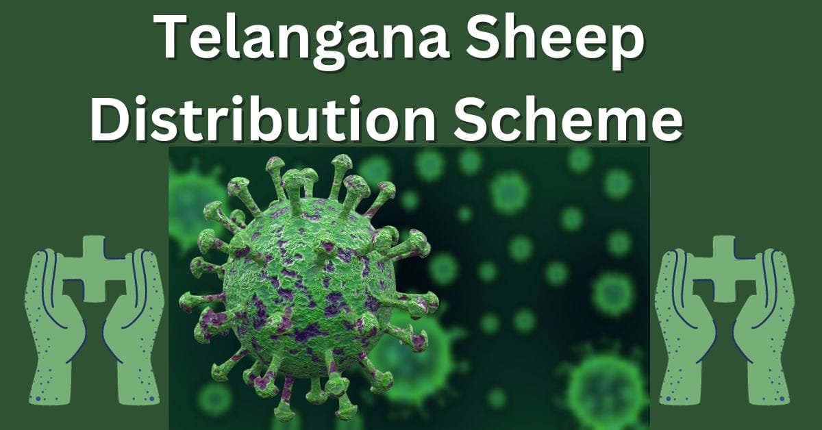 Telangana-Sheep-Distribution-Scheme